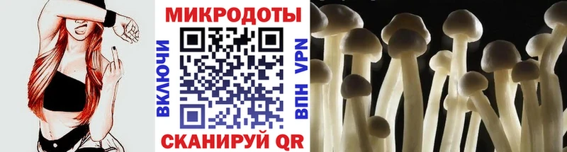 Псилоцибиновые грибы Psilocybine cubensis  Муравленко 